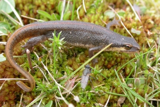 Palmate newt, Philip Precey