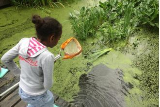 Pond dipping, Emma Websdale