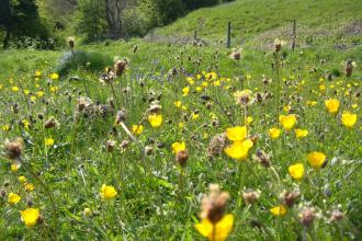 Rose End Meadows, Roy Smith