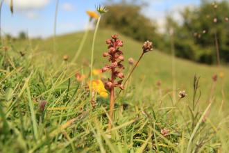 Frog orchid, Kieron Huston