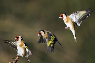 Goldfinch landing, James Butler