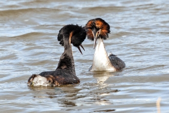 Great crested grebe, Hilton Pete via Flickr