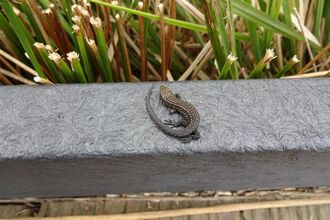 common lizard on boardwalk, Libby Duggan-Jones