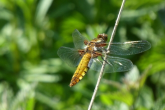 dragonfly by Jim Steele