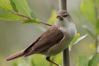 reed warbler by Matt Blackshaw