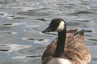 Canada goose by Ian Rose