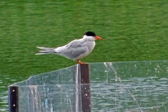 Common tern sighting by Julia Riddick