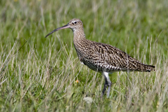 Curlew, Damien Waters 