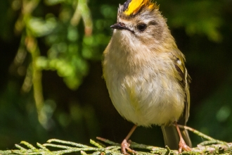 Goldcrest by Andy Morffew