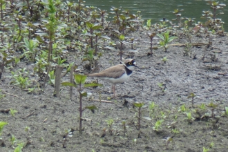 Little Ringed Plover by Ron Turner