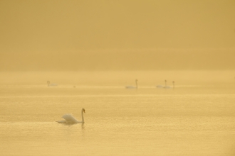 Mute swan by Terry Whittaker2020VISION