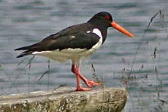 Oystercatcher by Ian Rose