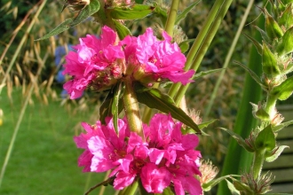 Purple loosestrife by Richard Burkmar