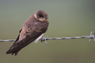 Sand martin juvenile by Margaret Holland