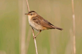 Sedge warbler by Dawn Monrose