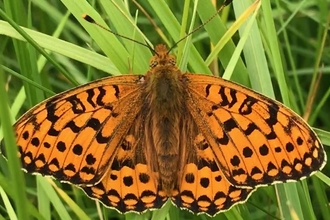 Dark green fritillary  by Nigel R