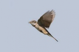 White throat by Janet Packham