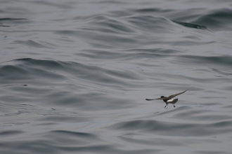 Storm petrel