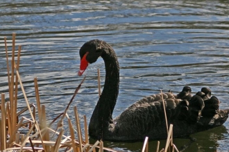 Black swan by Ian Rose