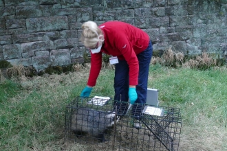 Badger vaccination Gail Weatherhead July 18
