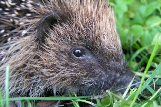 Hedgehog by Richard Burkmar