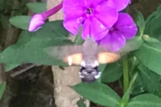 Hummingbird hawkmoth  by Aidin Jephson