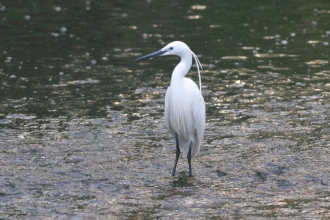 Little egret by Adam Jones