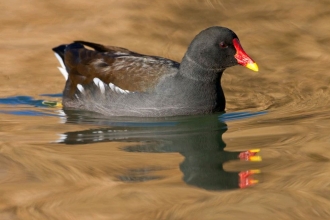 Moorhen by Guy Edwardes 2020VISION