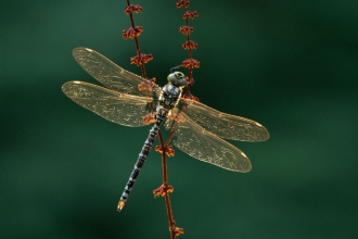Southern hawker Guy Edwardes 2020VISION
