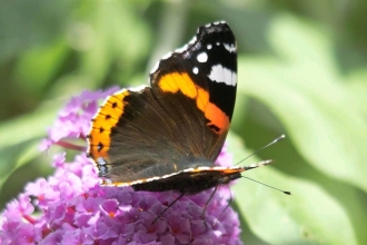 Red admiral by Derek Moore