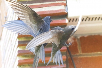 Swifts by David Naylor