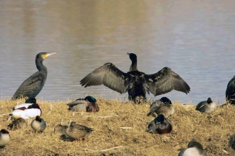 Cormorant by Derek Moore