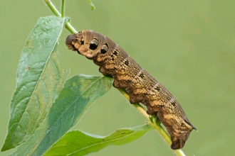Elephant hawkmoth by Dawn Monrose