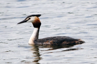 Great crested grebe by Amy Lewis