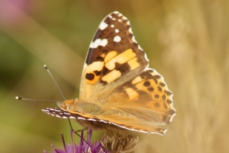 Washlands painted lady butterfly by Graham Wilson