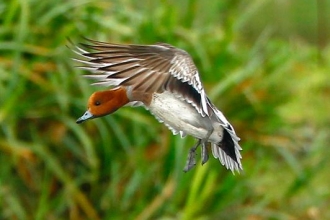 Wigeon by Rob Booth Imagery