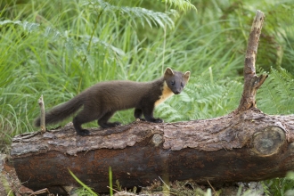 Pine marten, Mark Hamblin/2020VISION