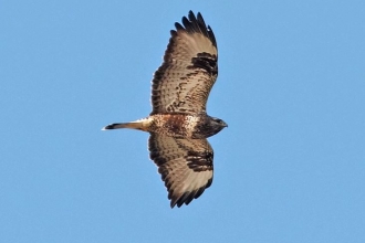 Buzzard by Stefan Johansson