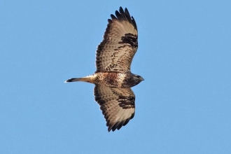 Buzzard by Stefan Johansson