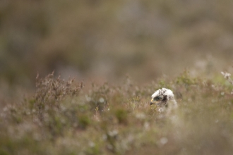 Hen harrier Mark Hamblin 2020vision