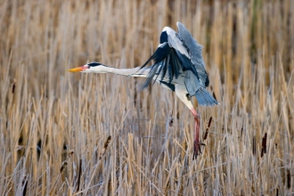 Heron by David Tipling 2020VISION.JPG