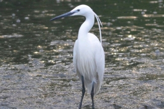 Little egret by Adam Jones