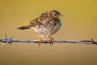 Meadow pipit by Neil Aldridge