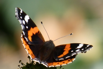 Red admiral comma on ivy  by Derrick Hawkins