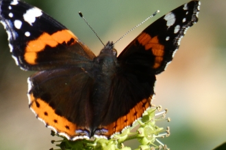 Red admiral comma on ivy flowers by Derrick Hawkins