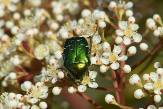 Rose chafer beetle by Derek Moore