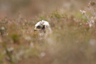 Hen harrier Mark Hamblin 2020vision