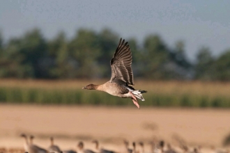 Pink footed goose by David Tipling 2020VISION.JPG