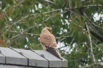 Common kestrel