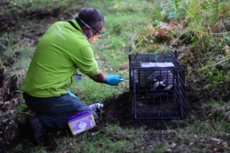 Jason Skeen vaccinating the 200th badger of the season - Georgie Hutton, High Peak Badger Group 